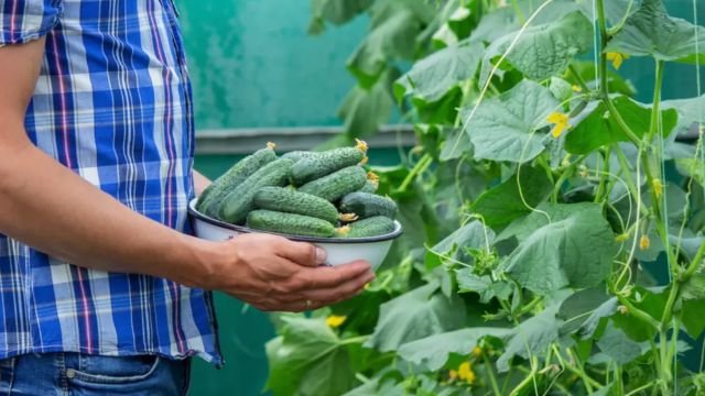 Food Poisoning Alert Cucumbers Tied to Illness in 500 Individuals, Study Finds (1)