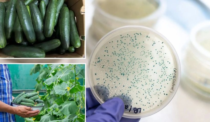 Food Poisoning Alert Cucumbers Tied to Illness in 500 Individuals, Study Finds