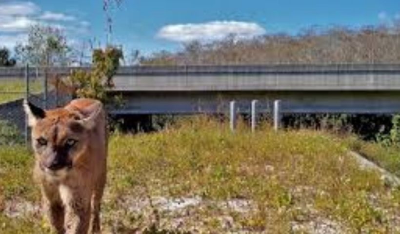 Vehicle Strikes on Florida Panthers 14% Happening on State Road 29 Since 2018