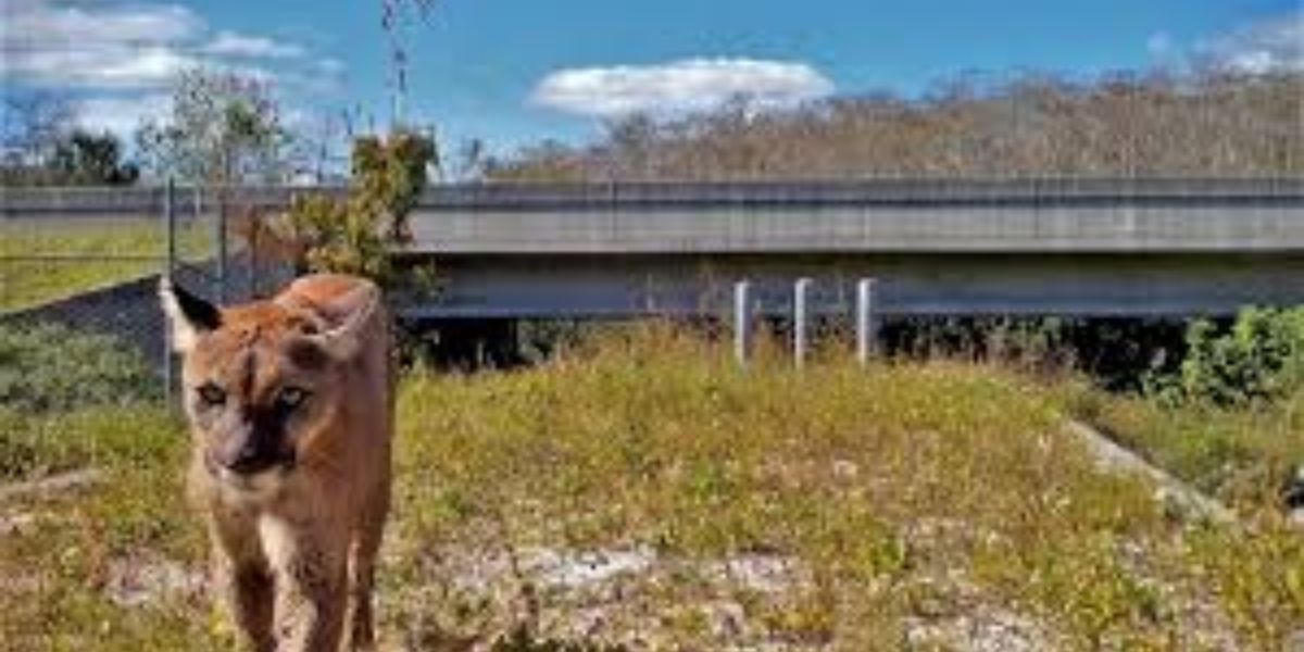 Vehicle Strikes on Florida Panthers 14% Happening on State Road 29 Since 2018